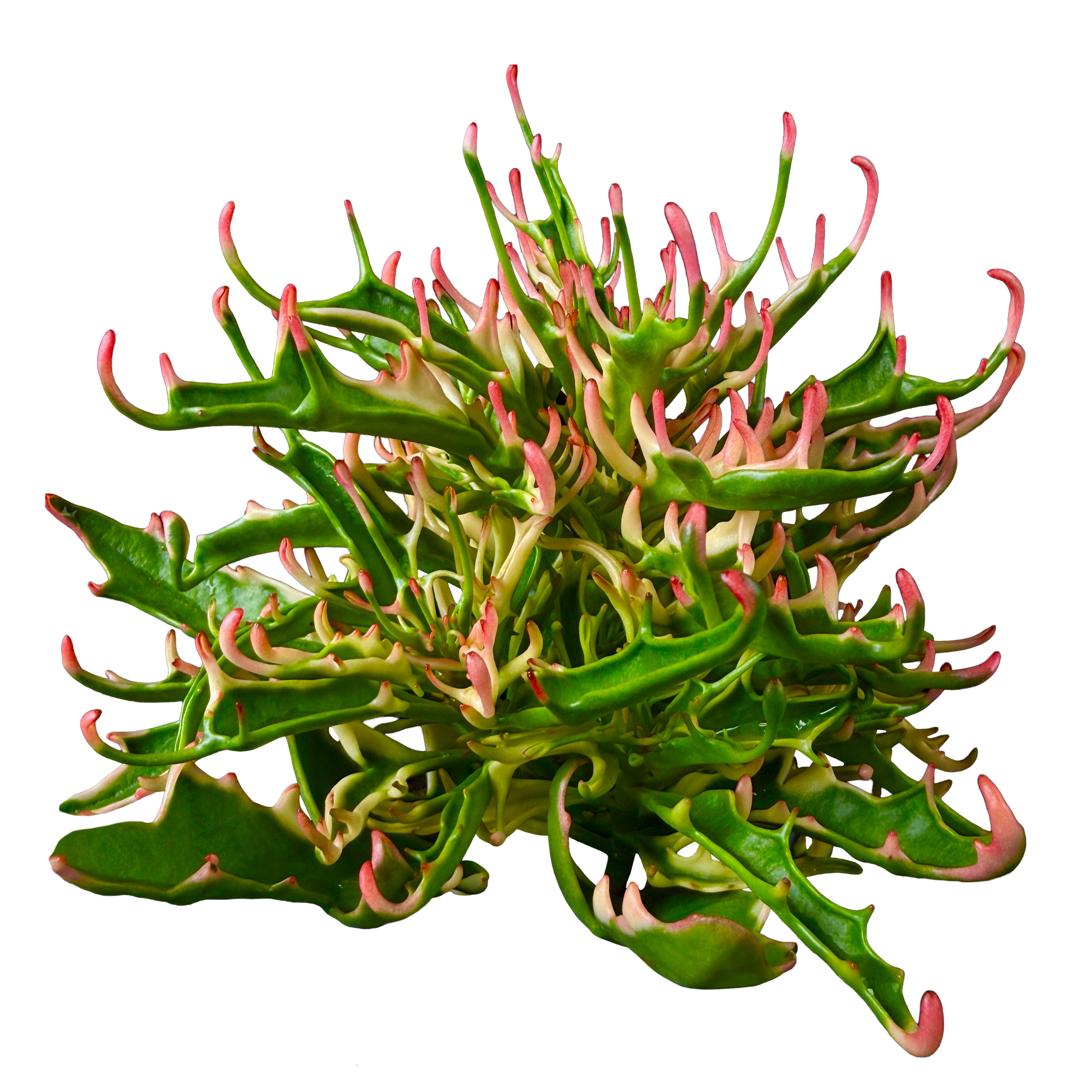 Kalanchoe 'Tarantula' variegated