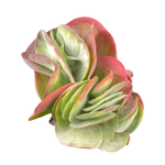 Kalanchoe luciae Crested Flapjack
