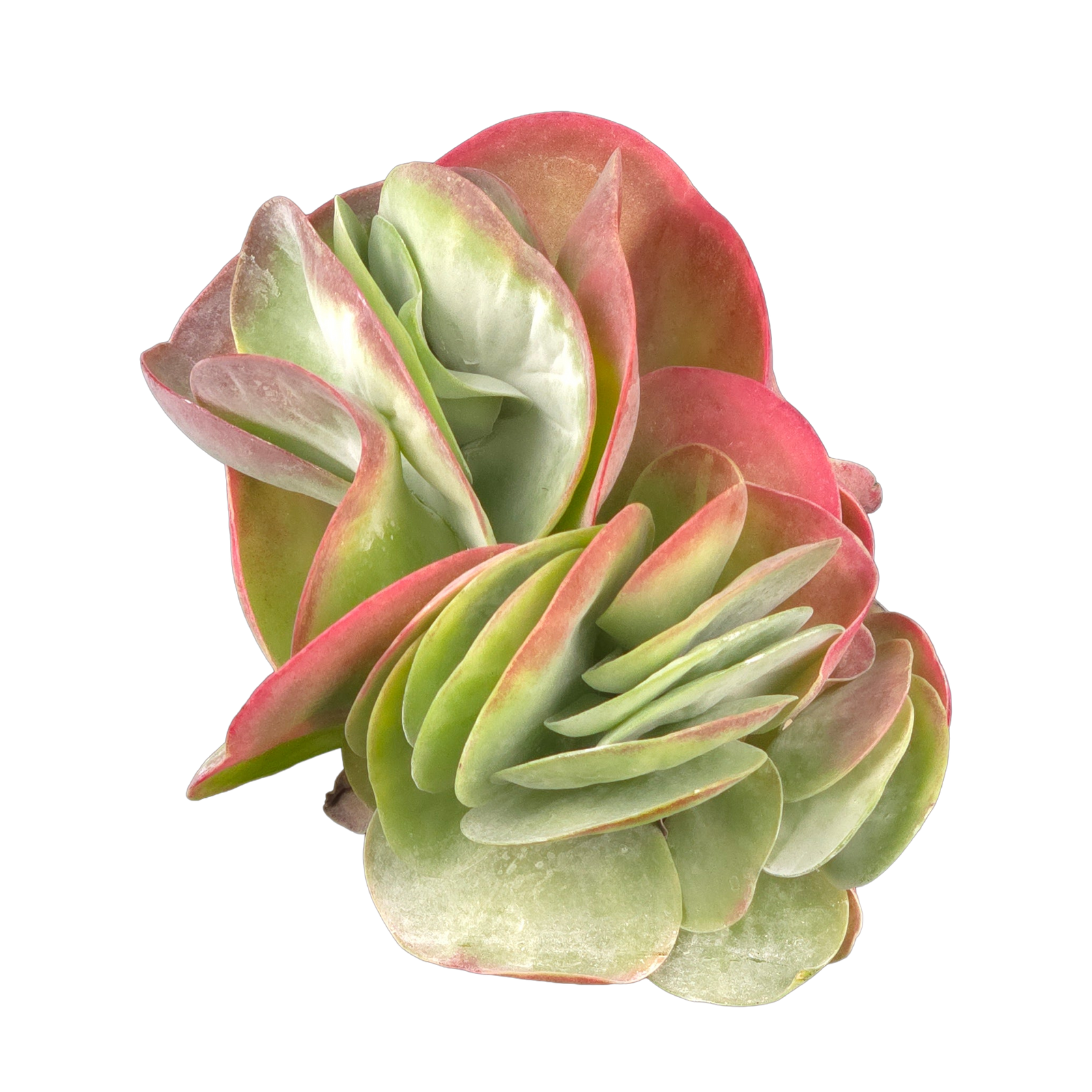 Kalanchoe luciae Crested Flapjack