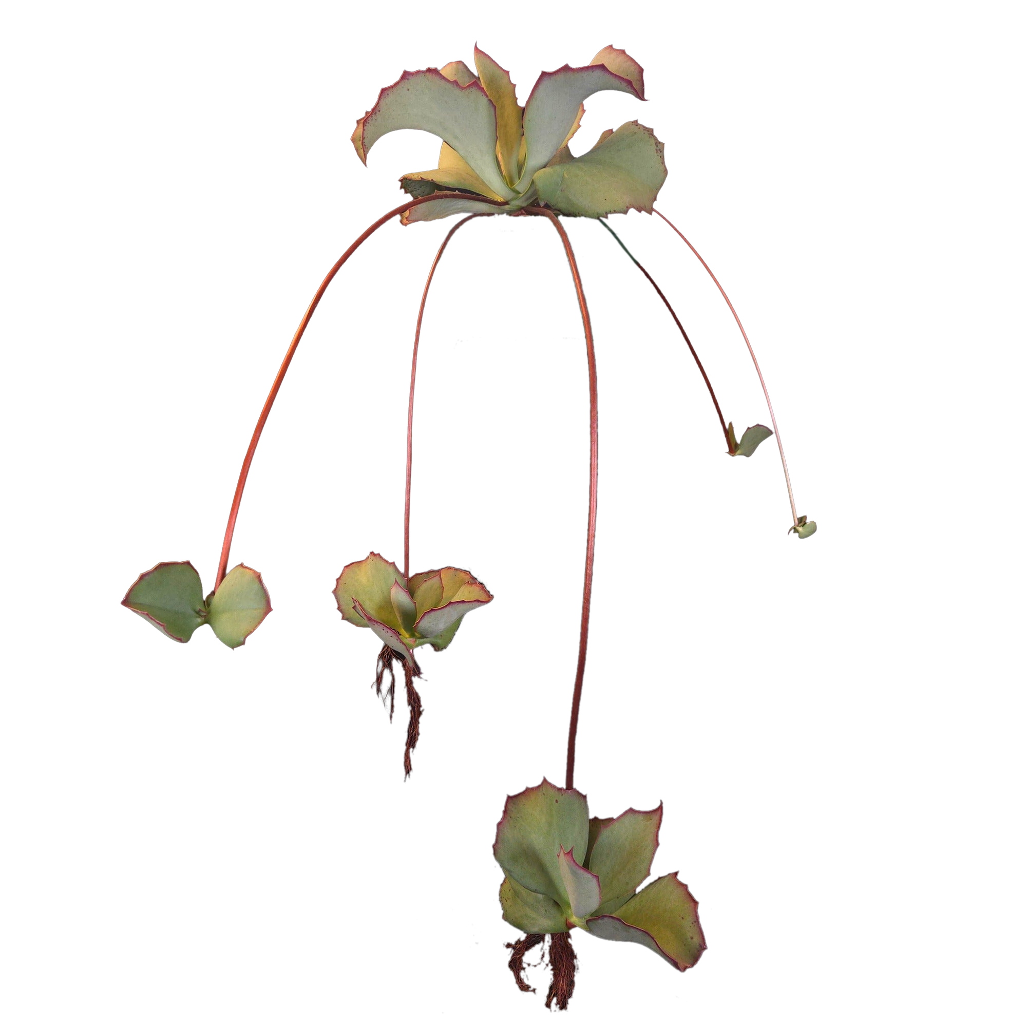 Kalanchoe synsepala 'Walking Kalanchoe'