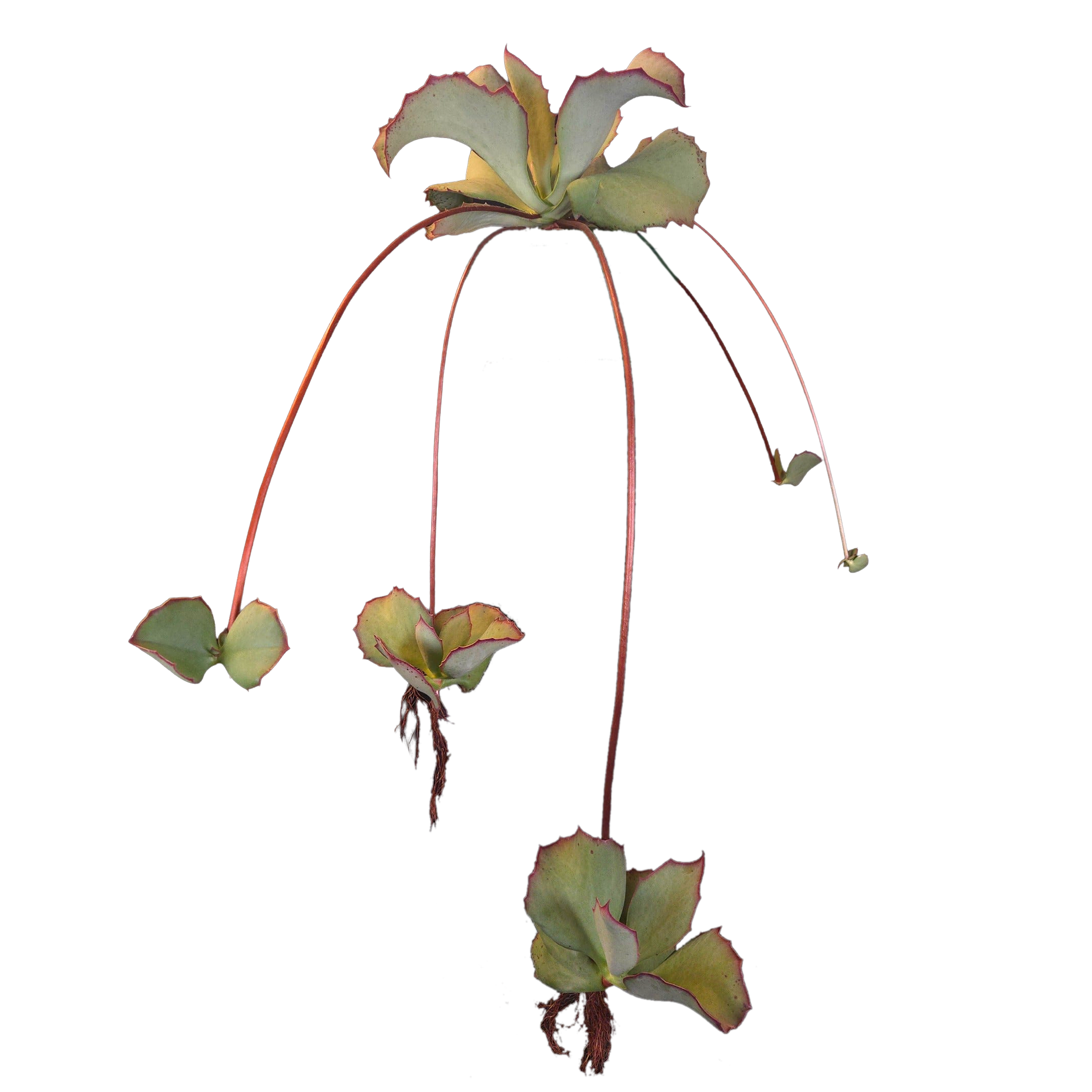 Kalanchoe synsepala 'Walking Kalanchoe'