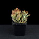 Kalanchoe tomentosa 'Teddy bear'