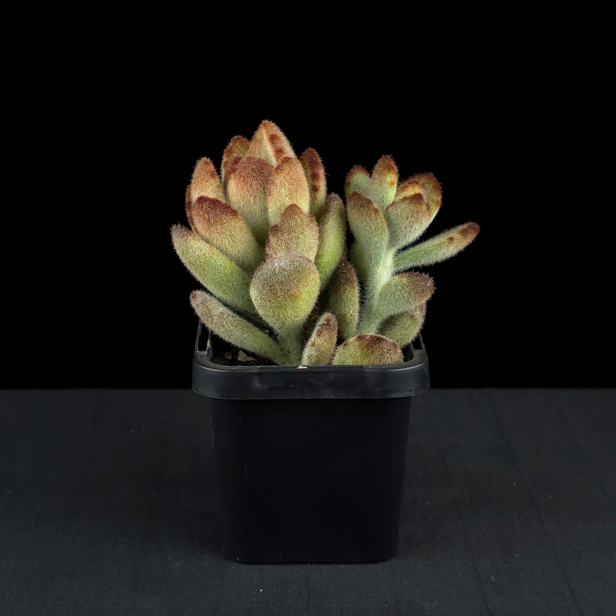 Kalanchoe tomentosa 'Teddy bear'