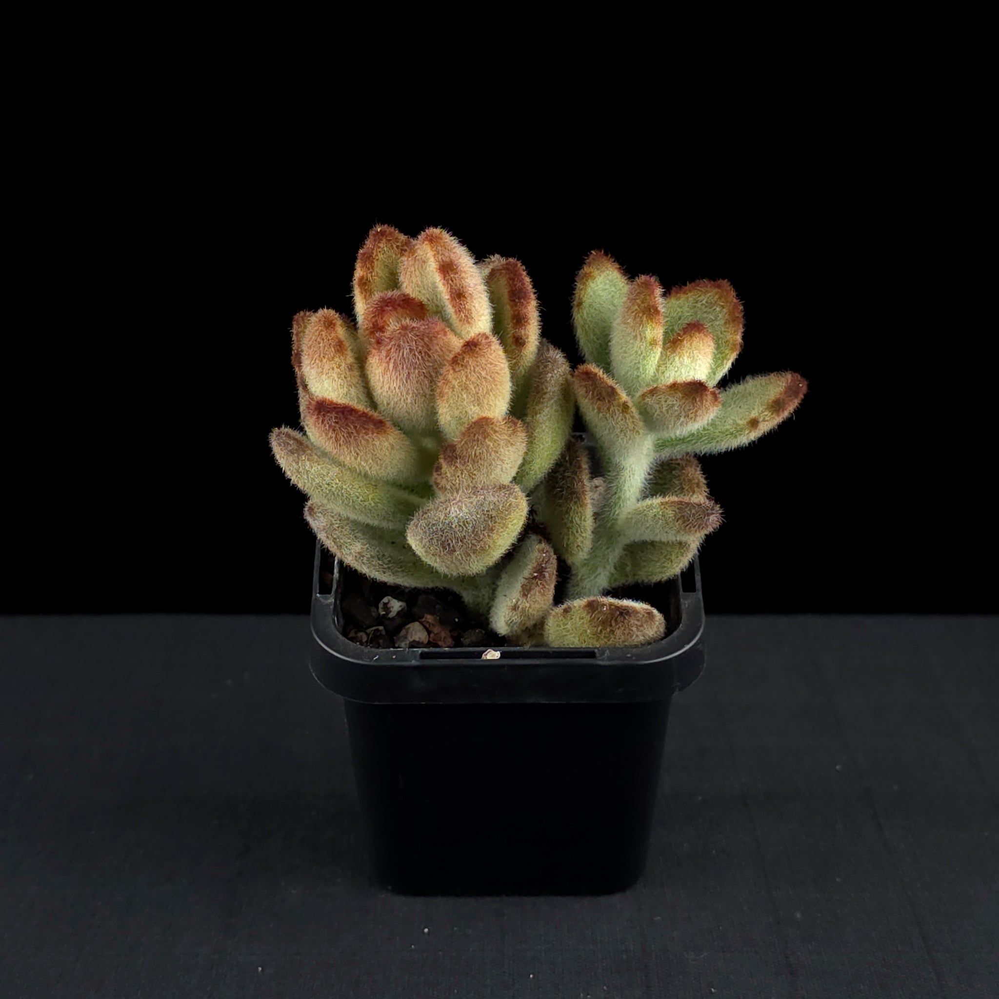 Kalanchoe tomentosa 'Teddy bear'