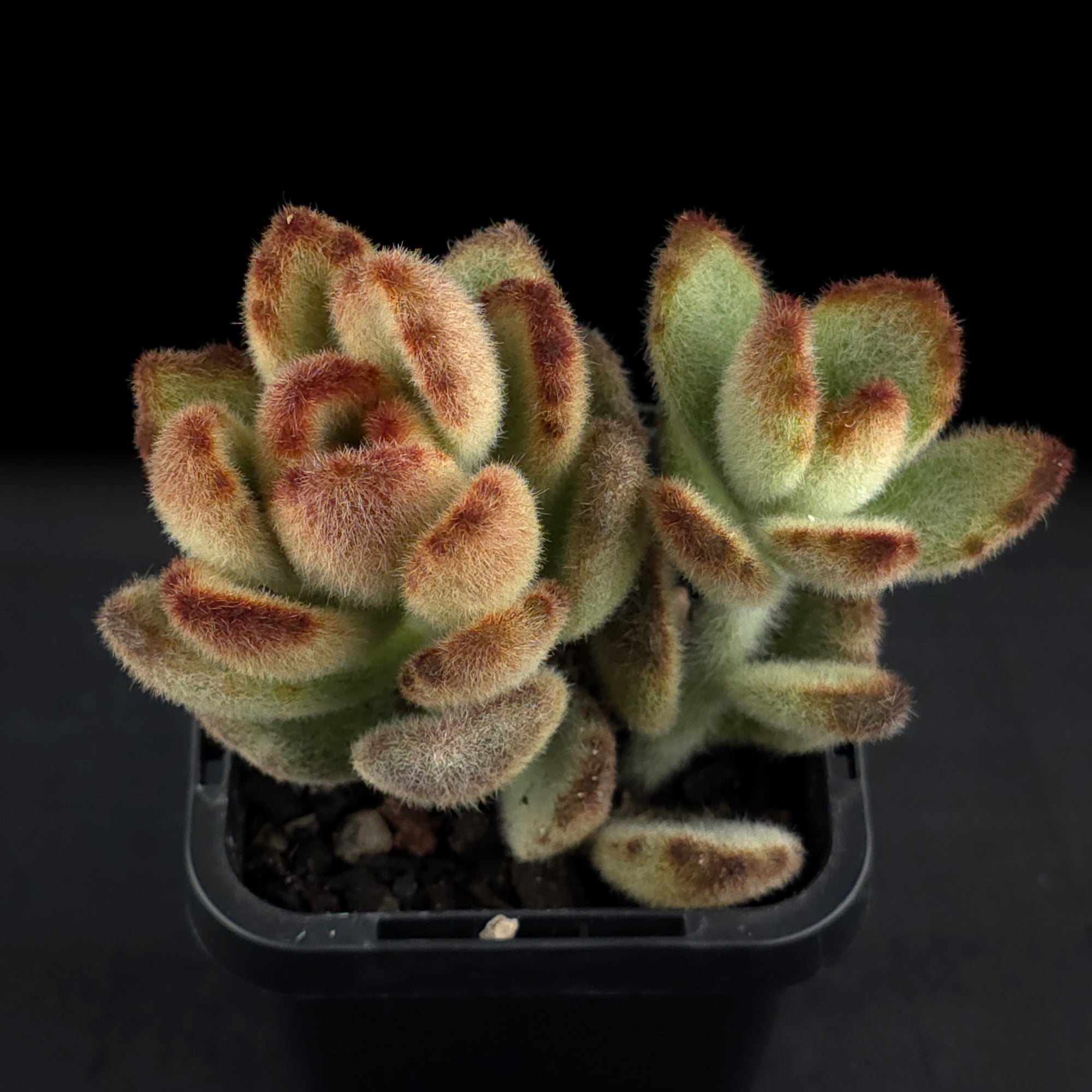 Kalanchoe tomentosa 'Teddy bear'