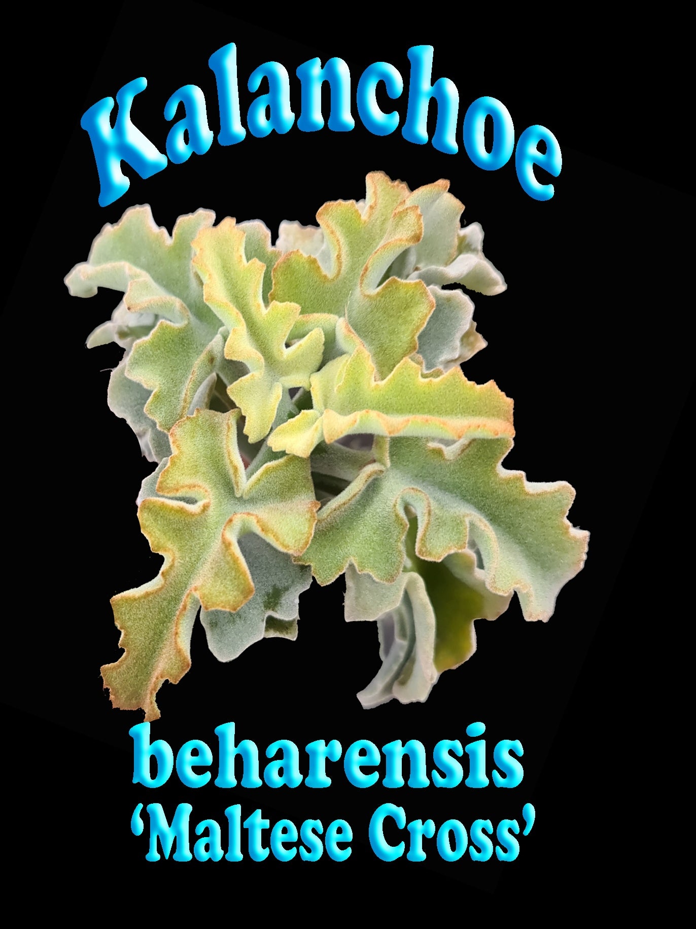 Kalanchoe baharensis 'Maltese Cross'