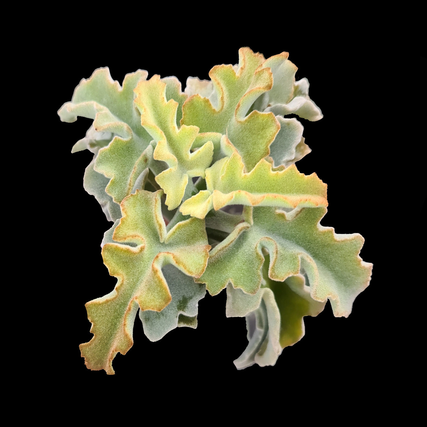 Kalanchoe baharensis 'Maltese Cross'