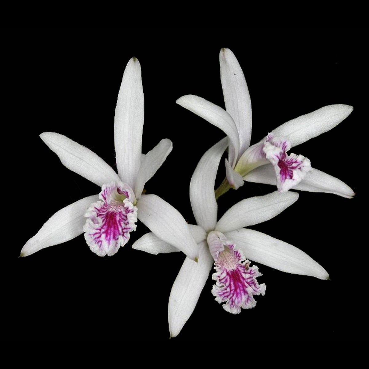 Laelia lundii - The Miniature Rock Orchid