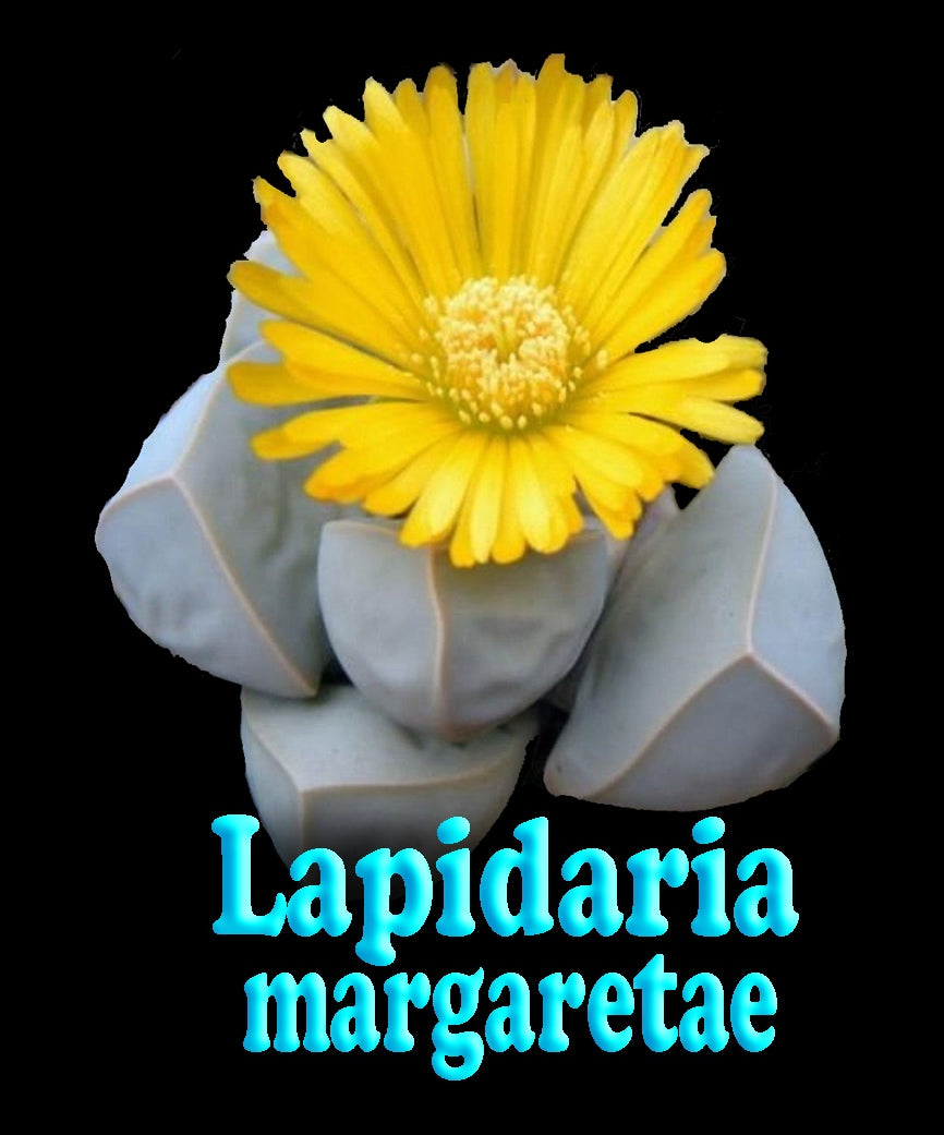 Lapidaria margaretae