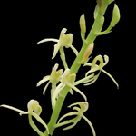 Liparis reflexa (Tom Cat Orchid) - Unique Orchid with a Curious Scent