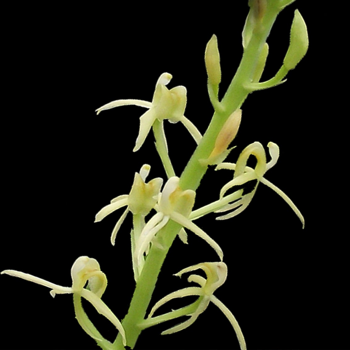 Liparis reflexa - Tom Cat Orchid 50mm