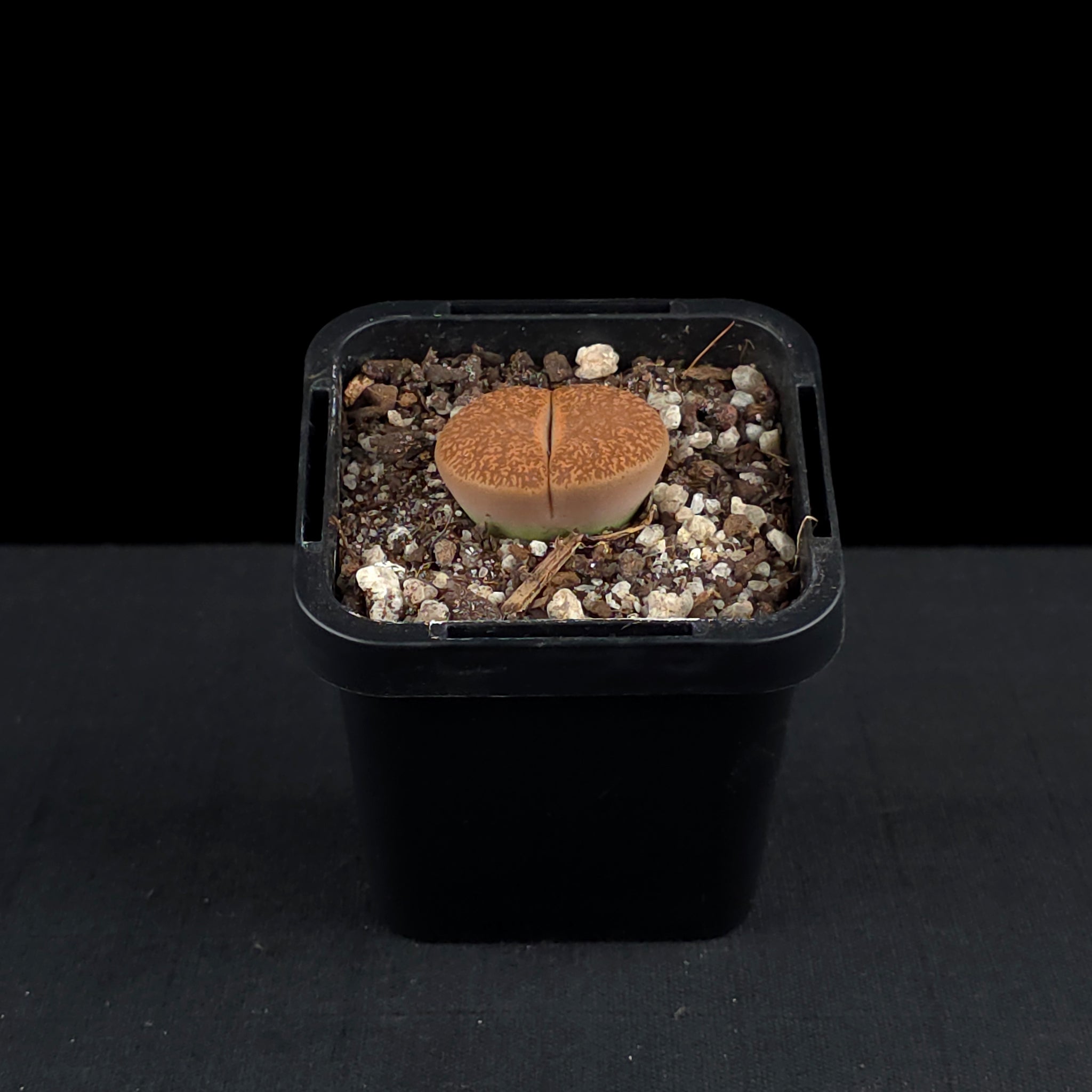 Lithops Living Stone Plants