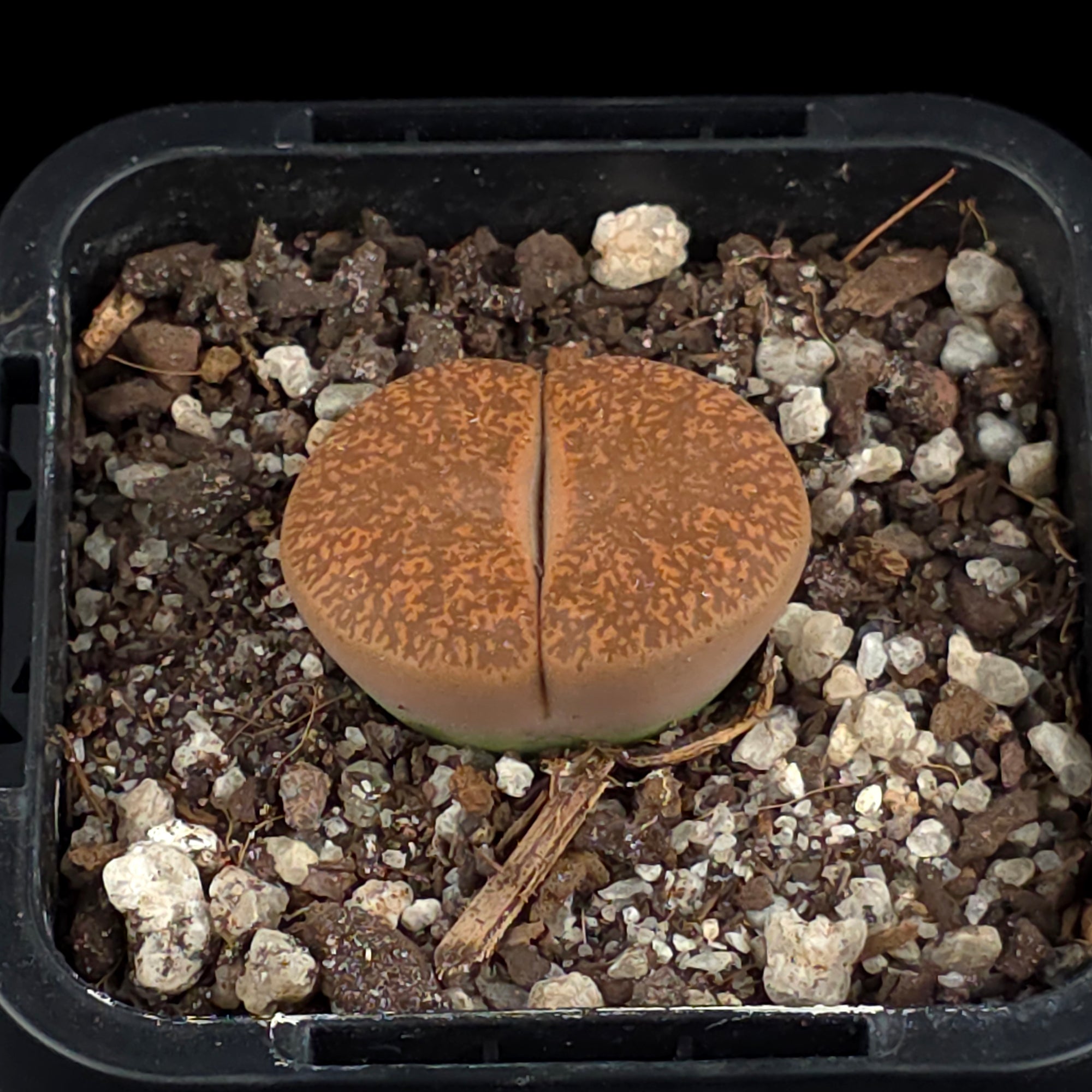 Lithops Living Stone Plants