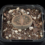 Lithops Living Stone Plants
