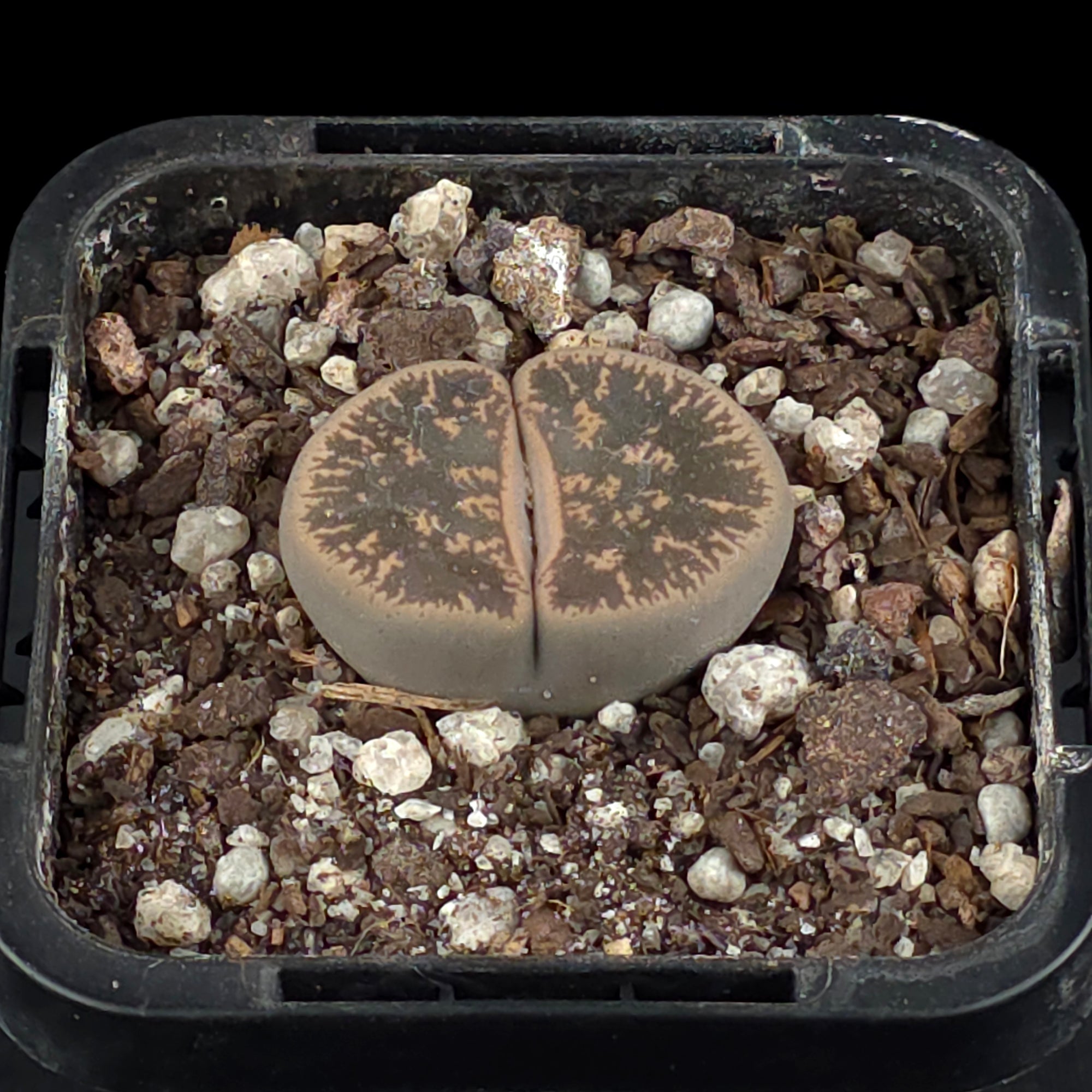 Lithops Living Stone Plants