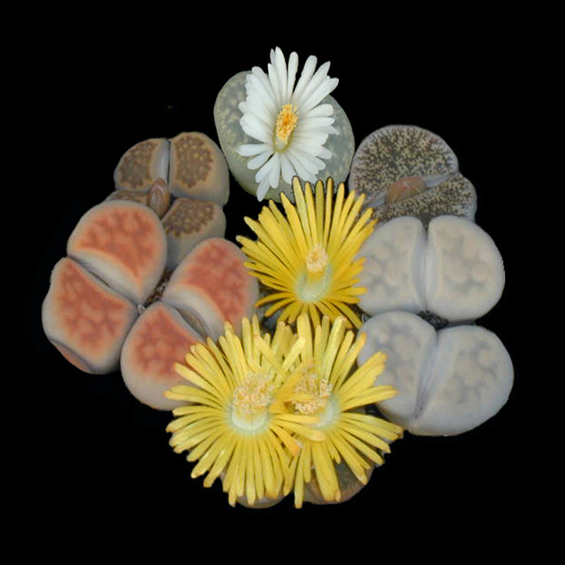 Lithops Living Stone Cluster - Rare Collector's Trio