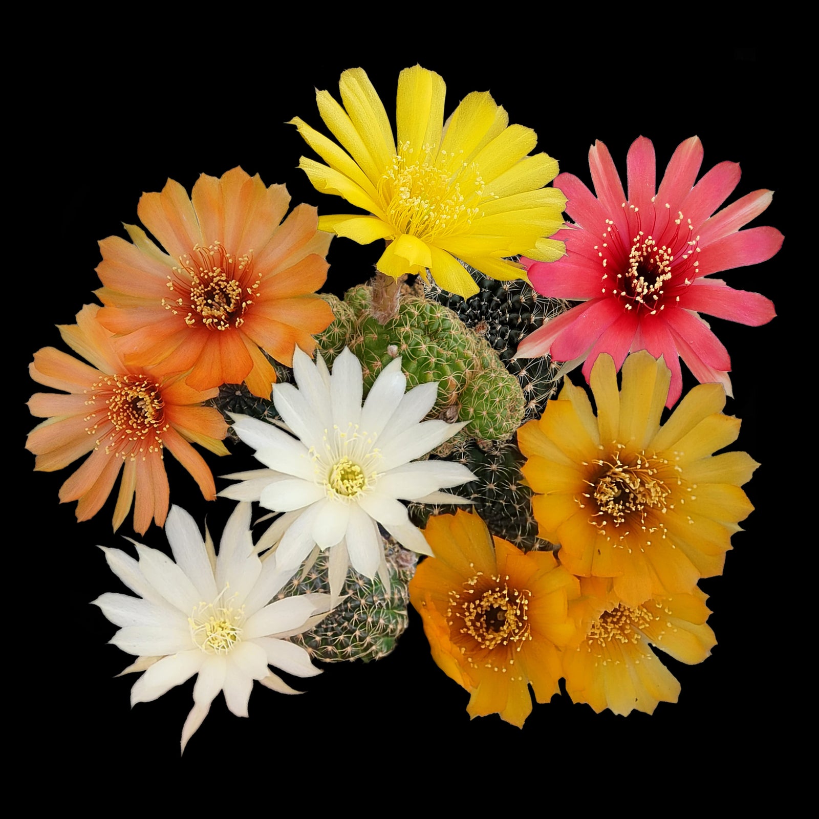 Lobivia arachnacantha – Colour Form Collection (5 plants)
