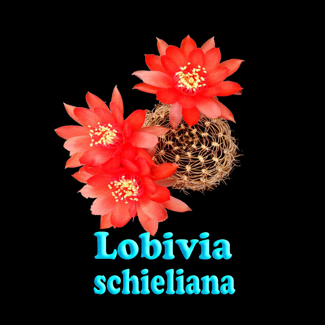 Lobivia cactus with flowers and name