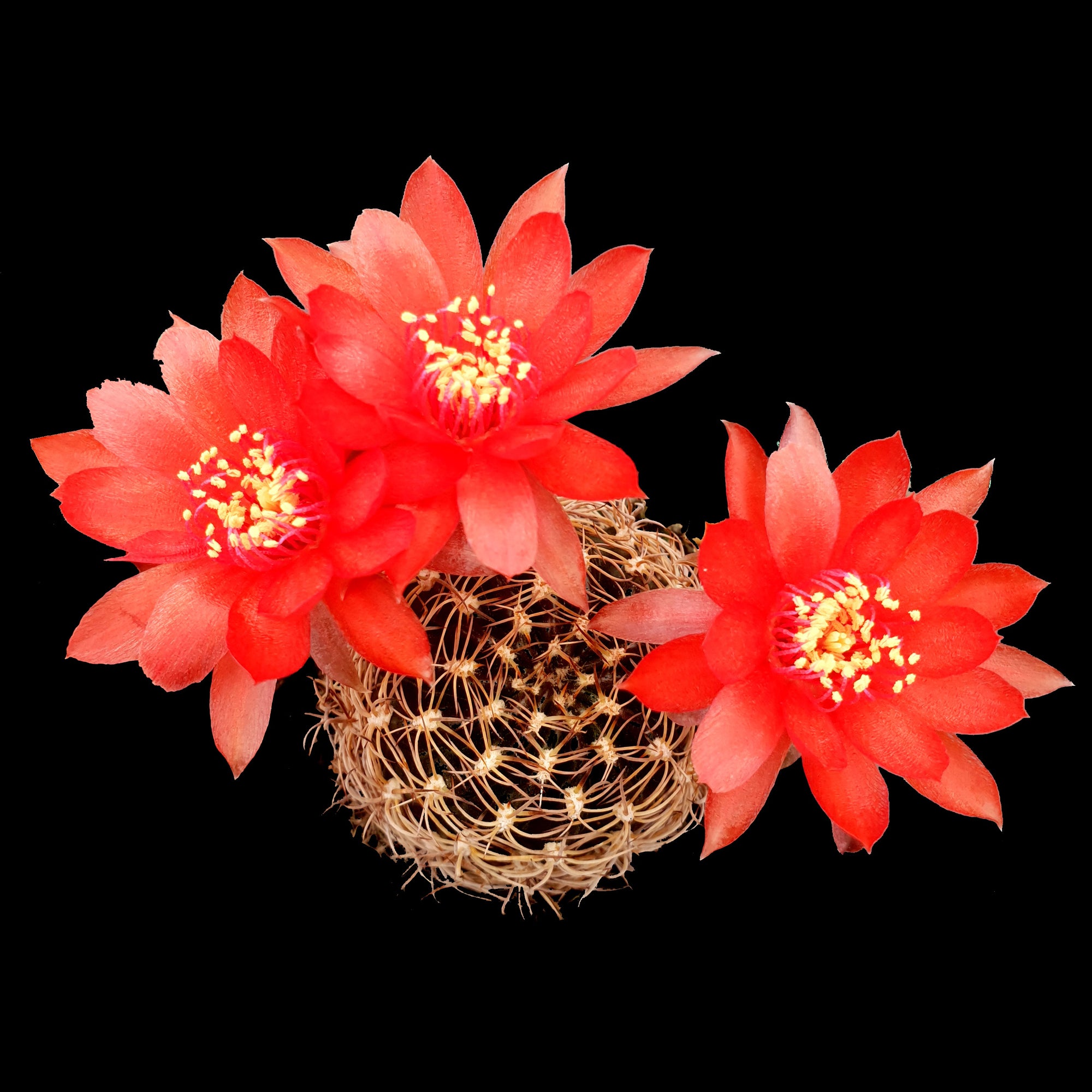 Cactus lobivia with three red flowers