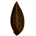 Ludisia discolor 'Spiderman'