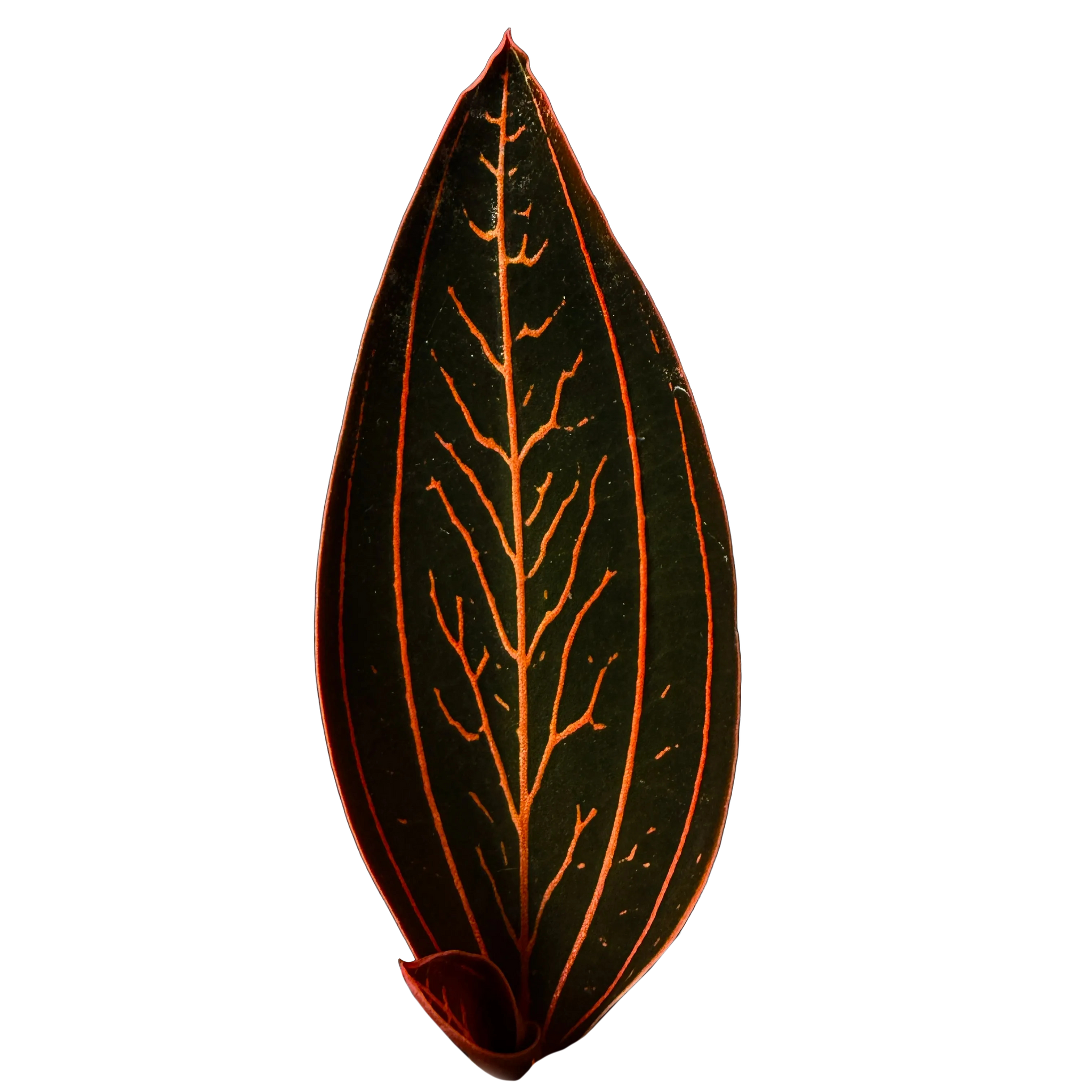 Ludisia discolor 'Spiderman'