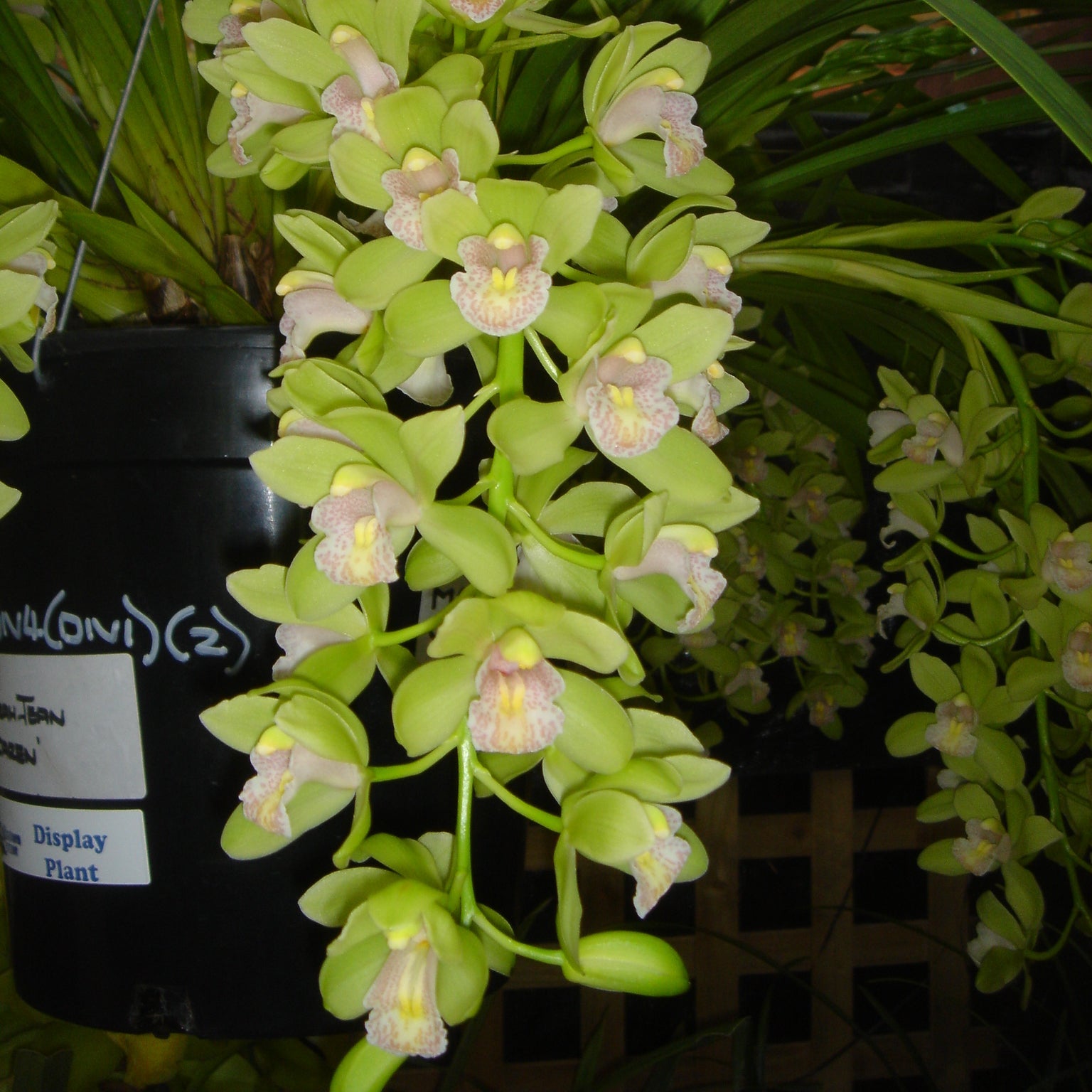 Cymbidium Sarah Jean 'Karen'