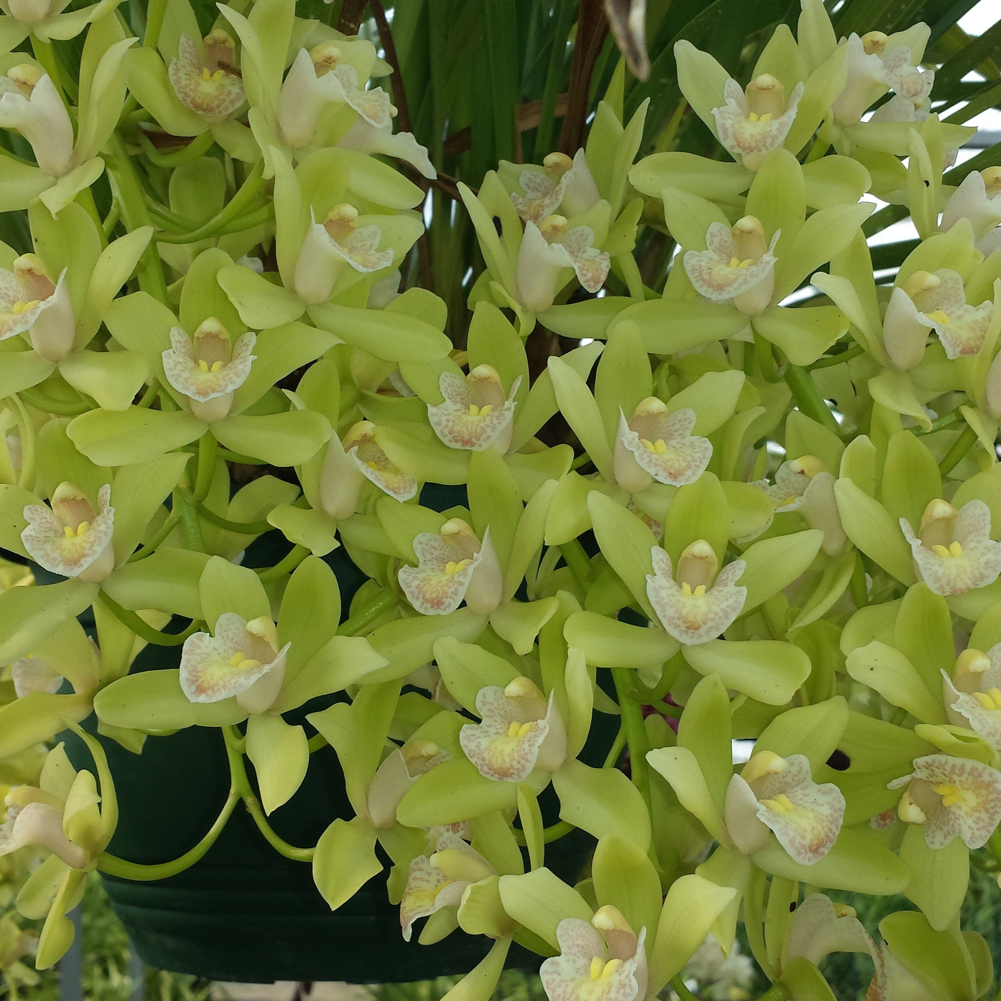 Cymbidium Sarah Jean 'Karen'
