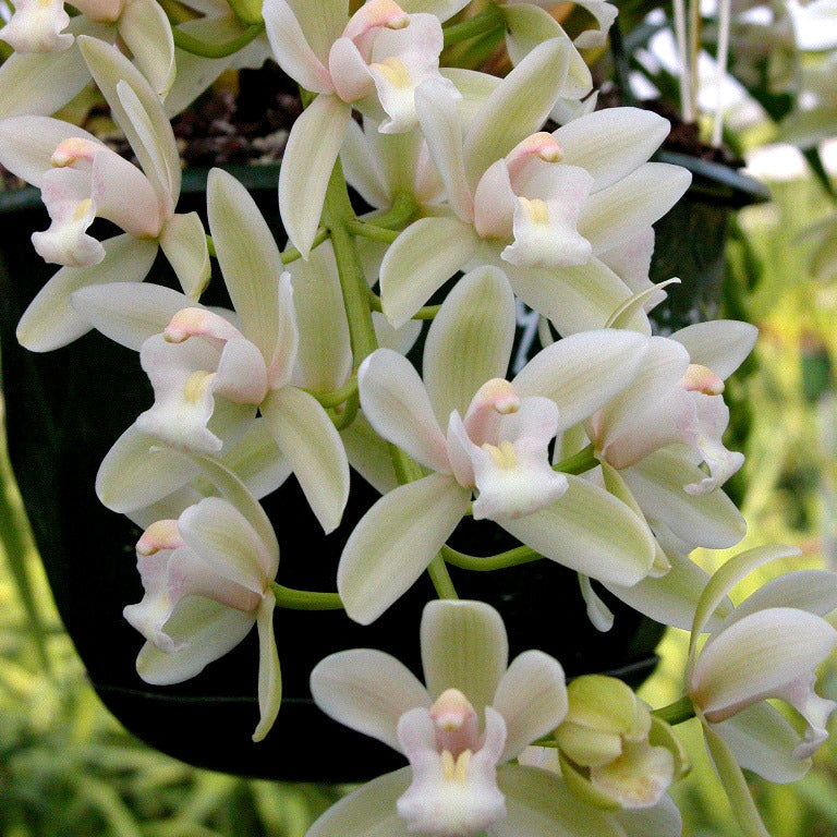 Cymbidium Little Sarah Snowflake 1 only