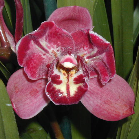 Cymbidium Peppers Fire 'Fiesta'