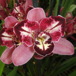 Cymbidium Peppers Fire 'Fiesta'