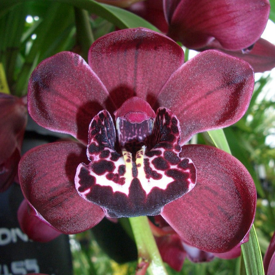 Cymbidium Ten Pin 'Tee Pee'