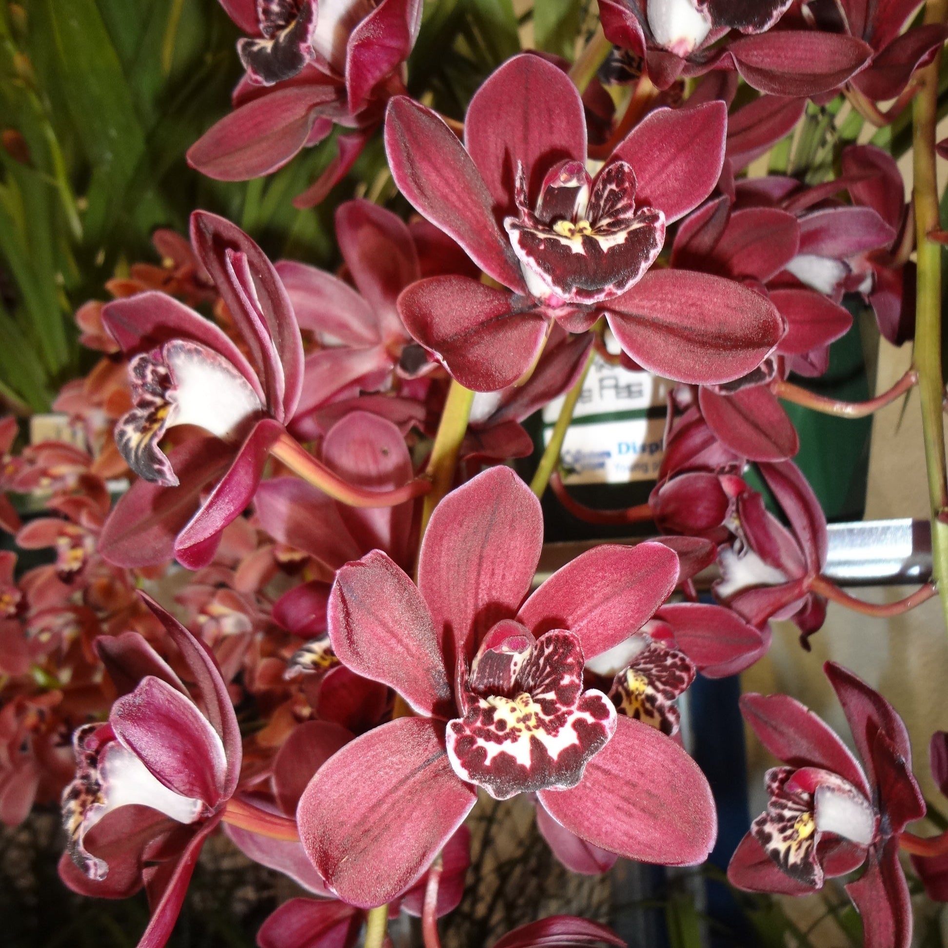 Cymbidium Ten Pin 'Tee Pee'