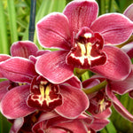 Cymbidium Norma Jean 'Cisco'