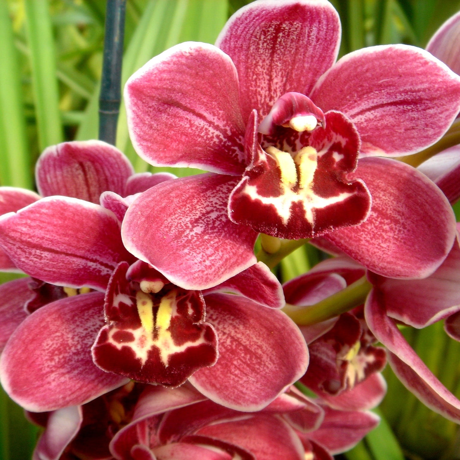 Cymbidium Norma Jean 'Cisco'