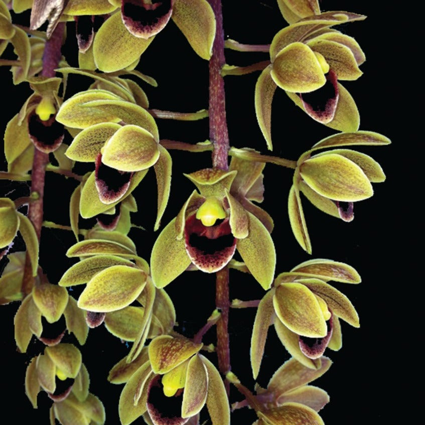 Cymbidium Sweet Devon 'Paradisia' m485 66mm Pot bulb and lead