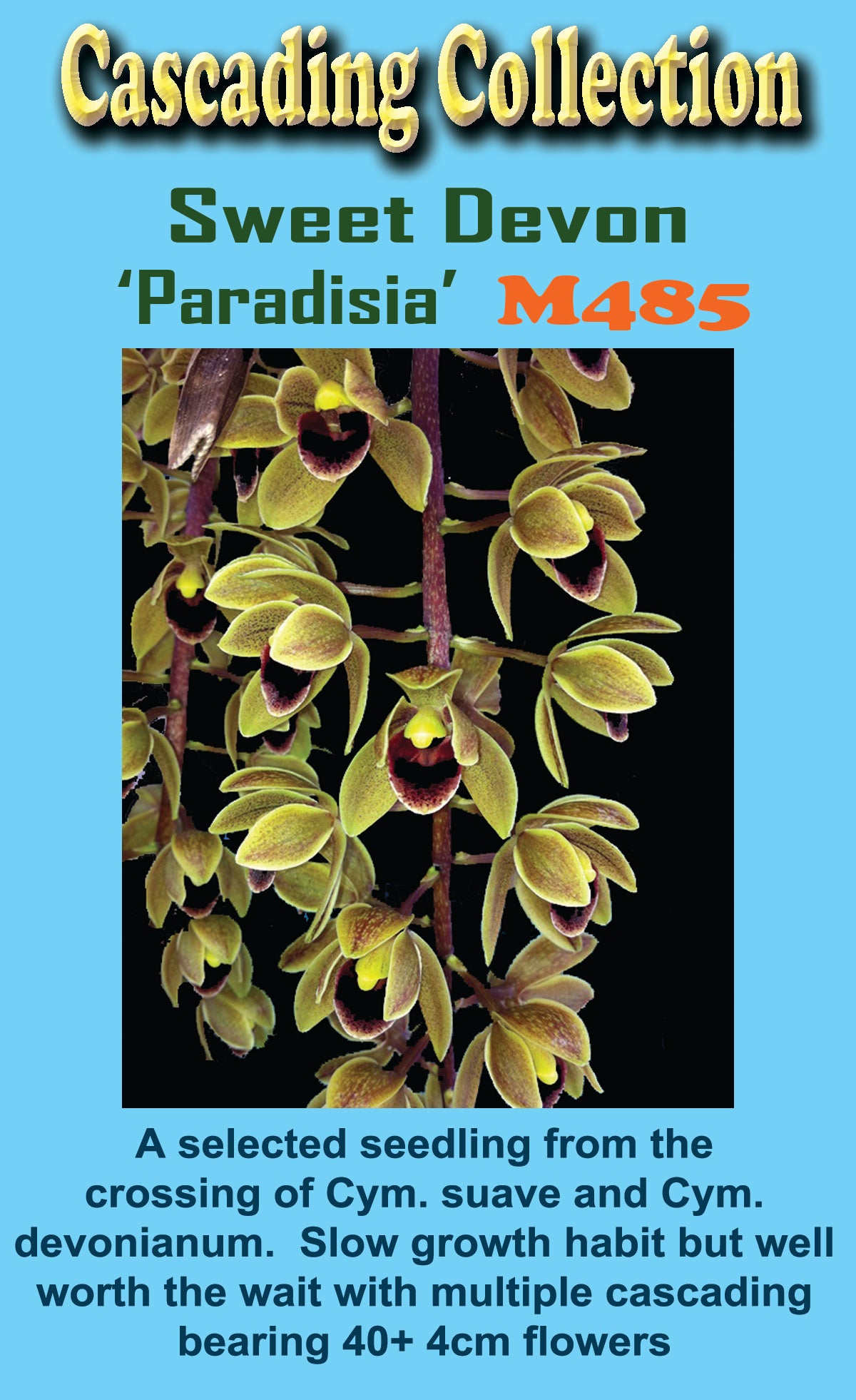Swet Devon Cymbidium Sweet Devon 'Paradisia' – Collectors Online