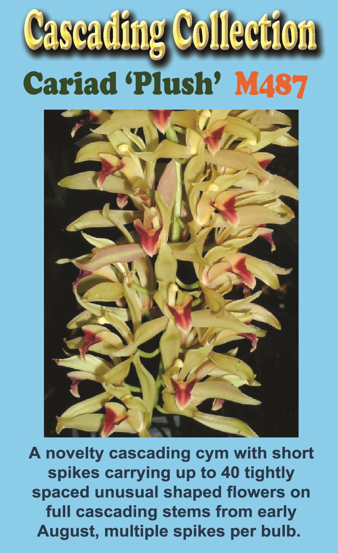 Cymbidium Cariad 'Plush'