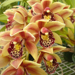 Cymbidium Paradisian Surprise 'Luscious Lips'