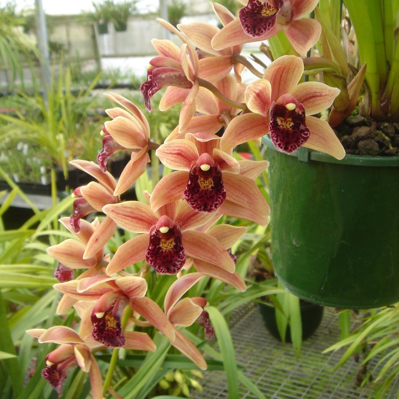 Cymbidium Paradisian Surprise 'Lucky Lips'