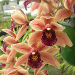 Cymbidium Paradisian Surprise 'Lucky Lips'