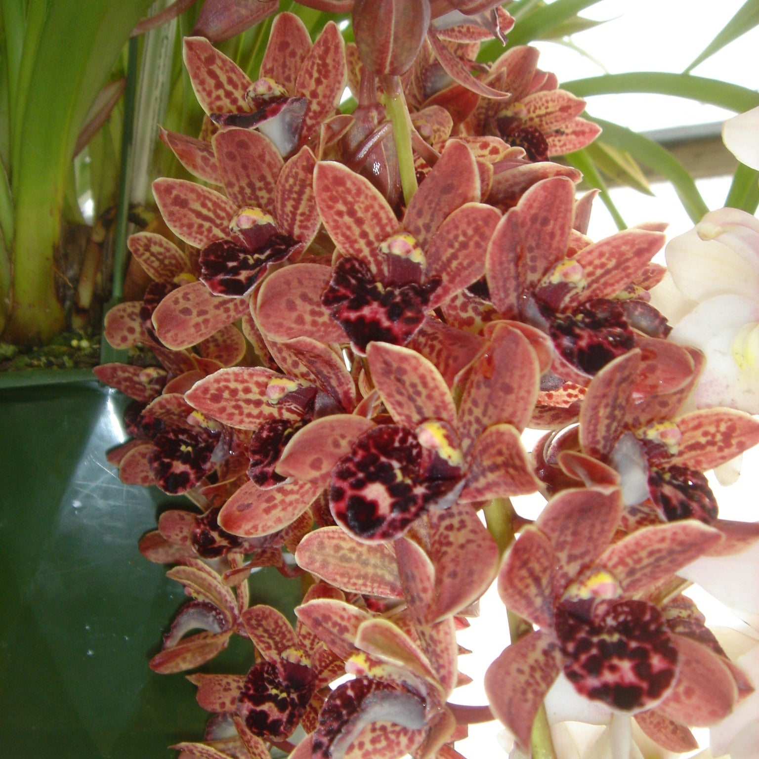 Cymbidium Idyllic Glamour 'Ern's Choice'