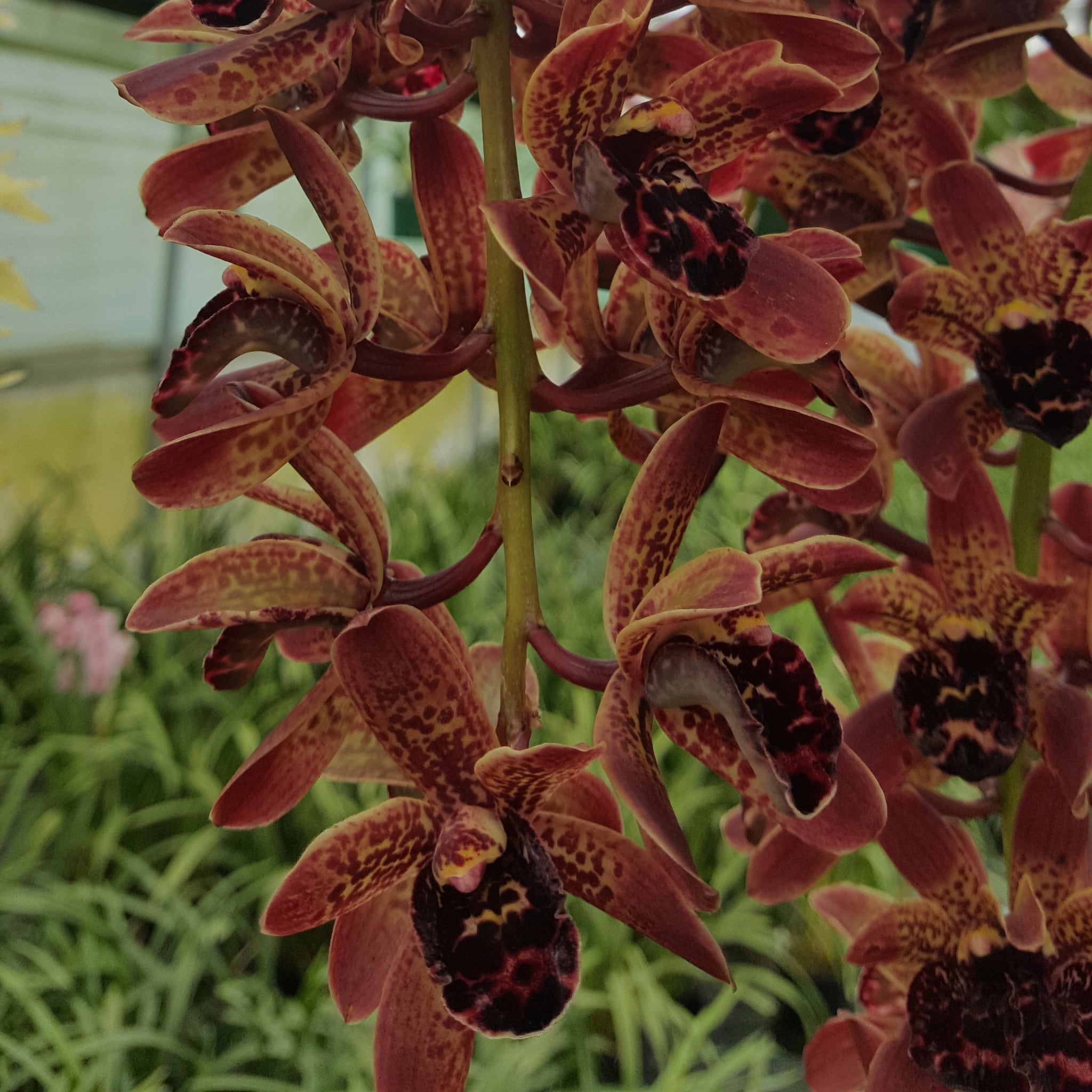 Cymbidium Idyllic Glamour 'Ern's Choice'