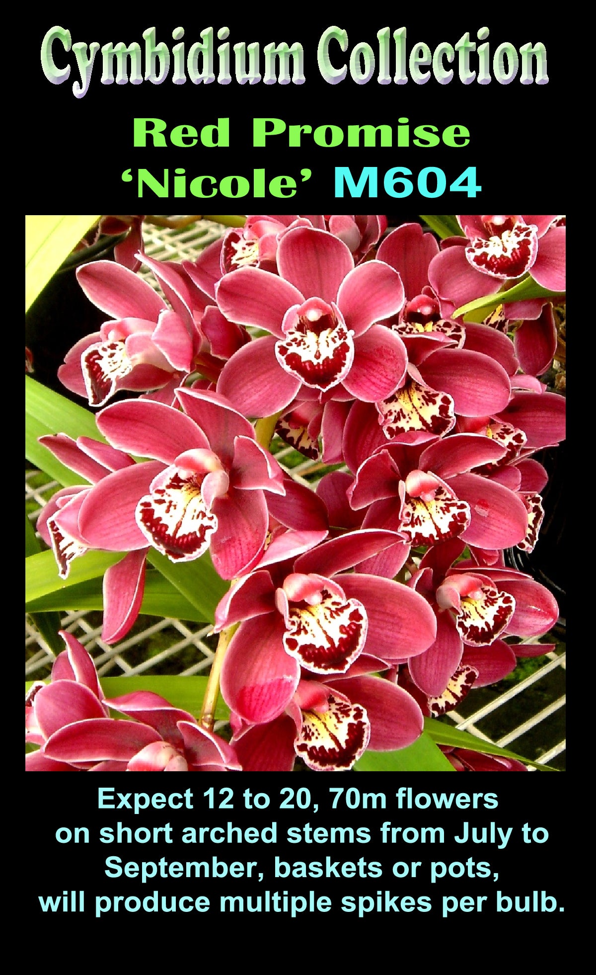 Cymbidium Red Promise 'Nicole'