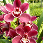 Cymbidium Red Promise 'Nicole'