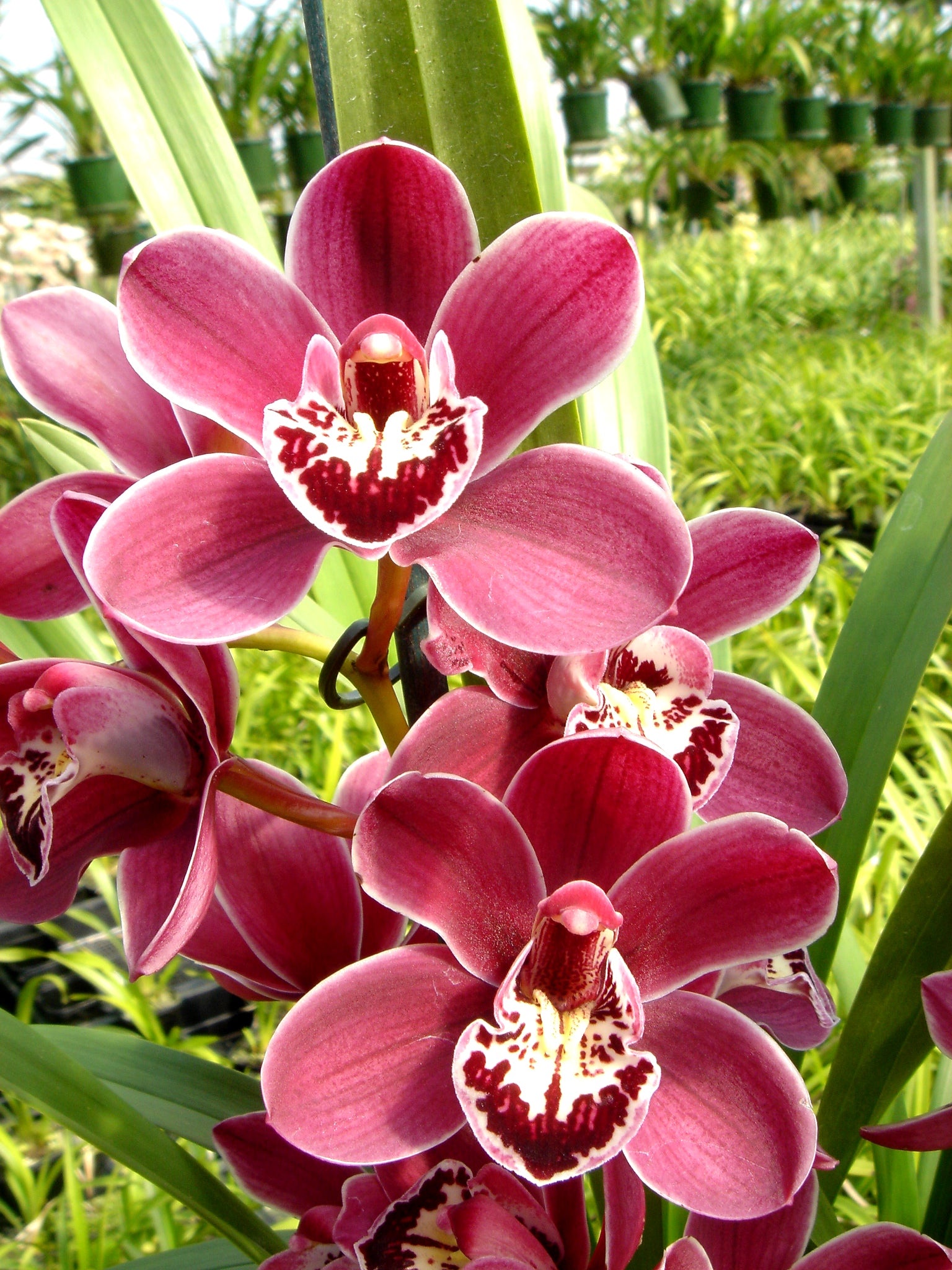 Cymbidium Red Promise 'Nicole'