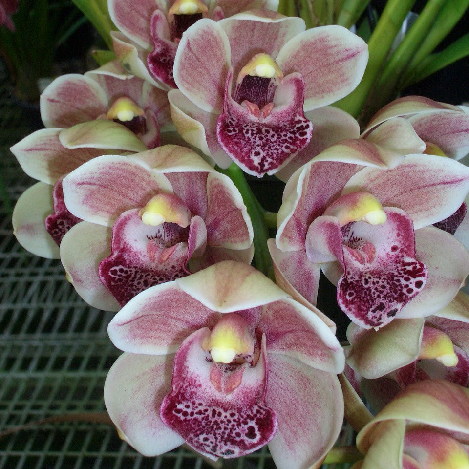 Cymbidium Paradisian Bell 'Winner'