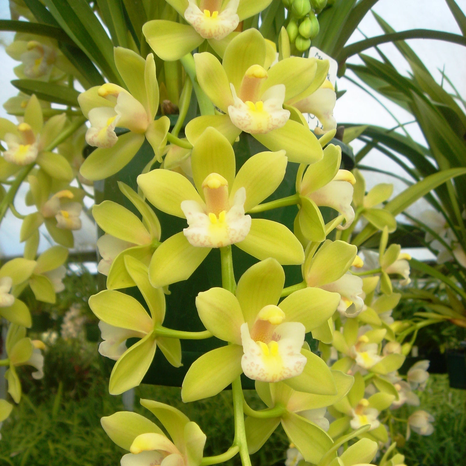 Cymbidium Sarah Jean 'Green & Gold'