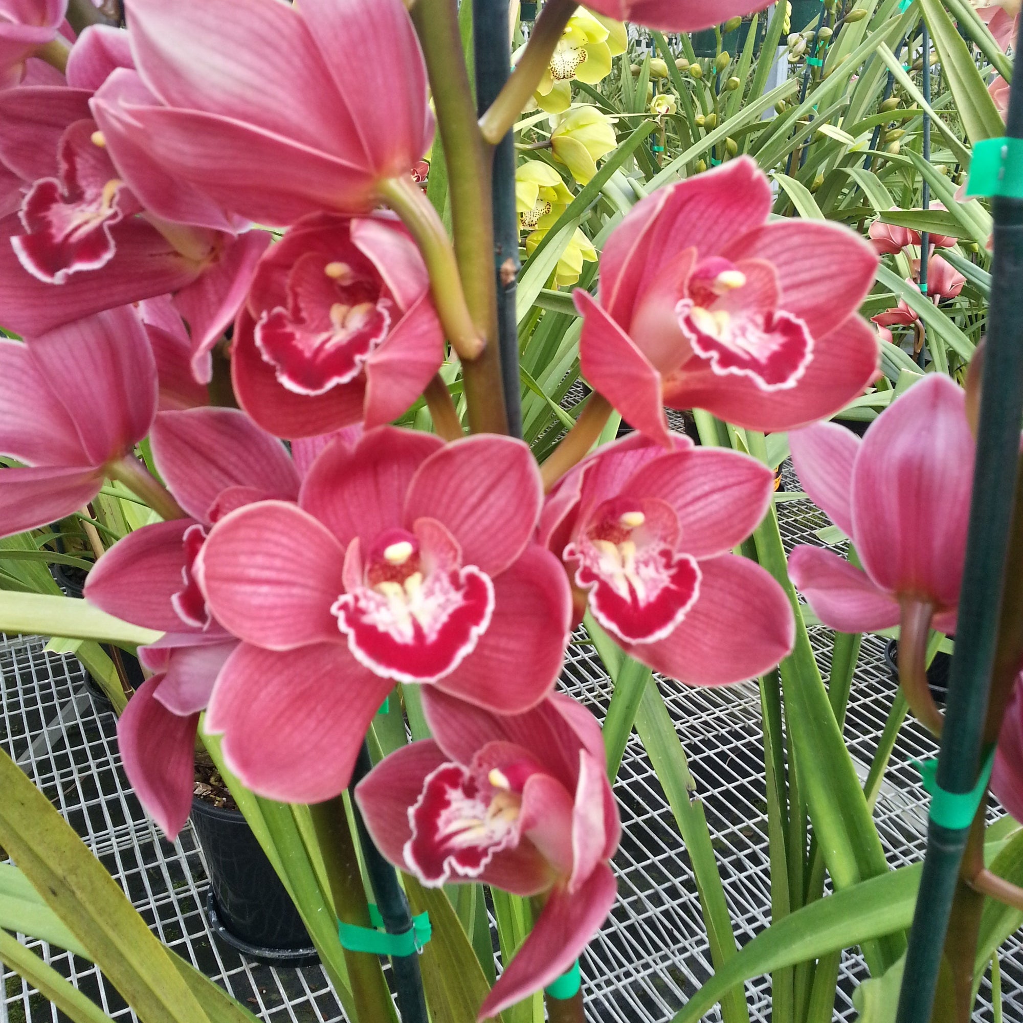 Cymbidium 'Pink Delight'