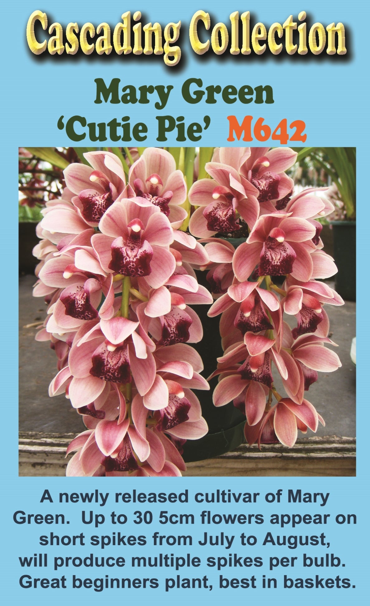 Cymbidium Mary Green 'Cutie Pie'