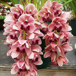 Cymbidium Mary Green 'Cutie Pie'